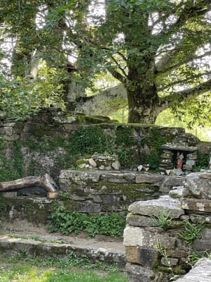 Hêtre de Saint James - Sorèze - 3