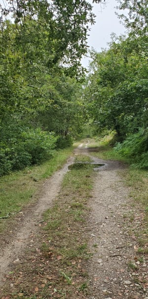 Dans les sous bois de Magudas - Saint-Médard-en-Jalles - 12
