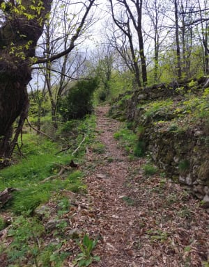Promenade enchantée au départ de Prunet - Prunet - 17