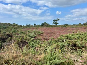 Een kort stukje van de GR® 34 en een geweldige ontsnapping uit Morgat - Morgat, Crozon - 3