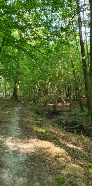Evasion en forêt et faune sauvage - VERONIQUE - 7