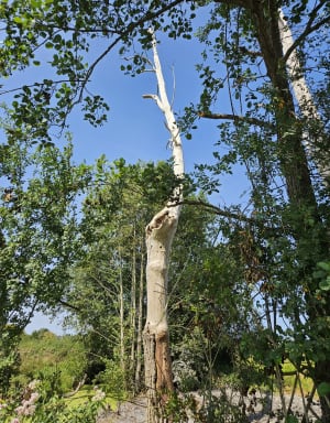 Les marais et Petiville et l'île de Robehomme - Petiville - 11