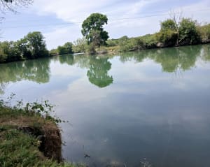 Boucle Saintes - Chaniers par des chemins de campagne - amandine - 5