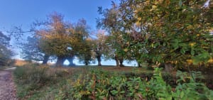 Mépin et randonnée en père peinard dans des bois envoûtants - Savas-Mépin - 15