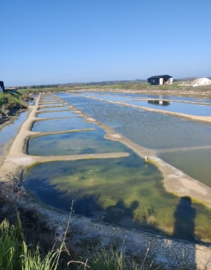 Sentier la fleur de sel - L'Île-d'Olonne - 9