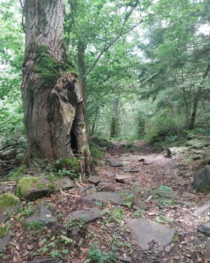 Découverte de la cascade de Saillant depuis Saint-Nectaire - Angéline - 8