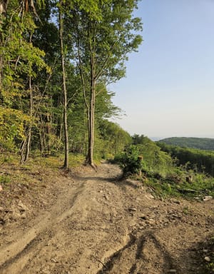 Remarqu'arbre Pollionnay et promenade dans les bois - Pollionnay - 3