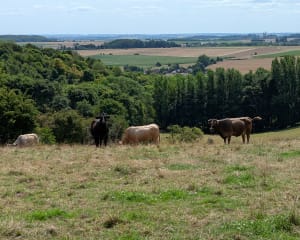 Le sentier des Poilus et la colline de Notre-Dame de Lorette - Souchez - 10