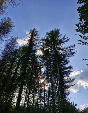 Tour du Pech Merle et évasion en forêt de Soulignac - Souillac - 2