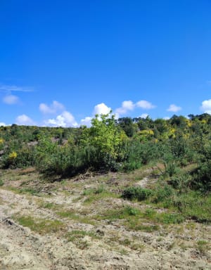 Balade entre forêt et plage à Biscarosse - Biscarrosse - 8