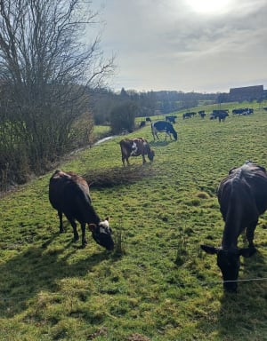 Sentier boisé des fours à chaux et plongée dans le temps - Lyons-la-Forêt - 15