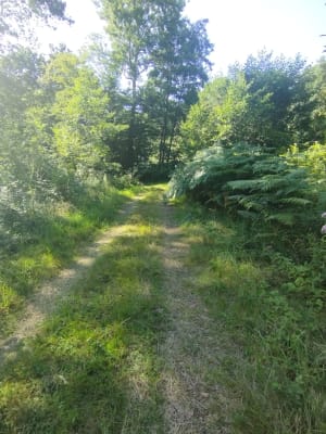 Petit tour du soir dans la forêt d'Ostricourt - Ostricourt - 2
