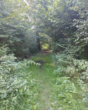 Petit tour du soir dans la forêt d'Ostricourt - Ostricourt - 3
