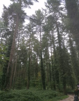 Balade à travers la forêt des Grands Avaux - Champcueil - 8