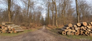Balade en forêt d’Arques - Arques-la-Bataille - 3