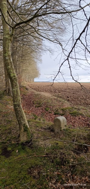 Balade en forêt d’Arques - Arques-la-Bataille - 6