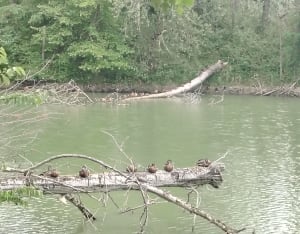 Parc des quinze sols - Beauzelle - 8