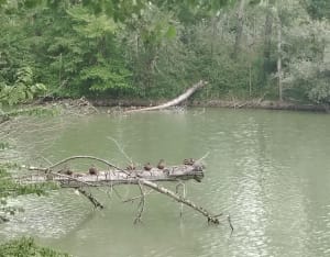Parc des quinze sols - Beauzelle - 9