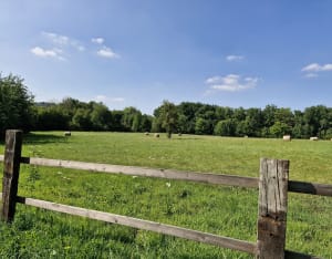 Forêt de la Roche Turpin depuis Fontenay-lès-Briis - Fontenay-lès-Briis - 5
