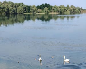 Lac du Der en Haute Marne - Saint-Dizier - 8