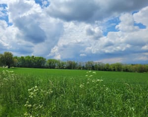 Vic-le-Comte et riche randonnée à l'orée de la forêt de la Comté - Vic-le-Comte - 11