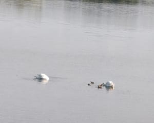 Lac du Der en Haute Marne - Saint-Dizier - 13