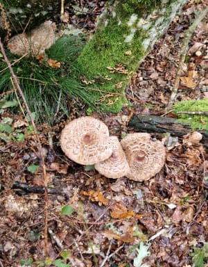 Balade jusqu'à la Madone de Rochetaillée - Saint-Étienne - 18