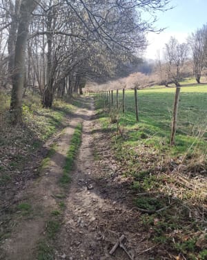Morinerie et bois des Guillebourdières - La Cerlangue - 9
