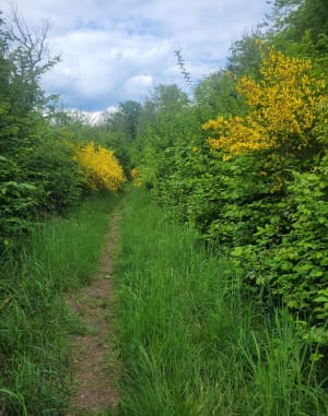 Randonnée au départ de Saint Hubert et forêt de Villiers - Saint-Hubert - 7