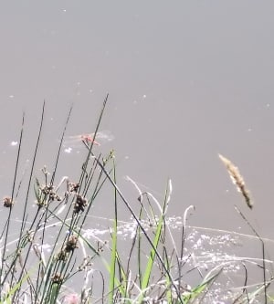 Les Terres Gastes, la Tranchée, petits lacs et forêt - Puget-sur-Argens - 6
