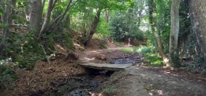 Sous les arbres du Minihic  entre forêt et littoral. - Le Minihic-sur-Rance - 25
