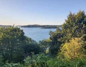 Sous les arbres du Minihic  entre forêt et littoral. - Le Minihic-sur-Rance - 7