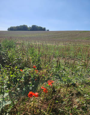 Balade dans les champs d'Ailly sur Somme - Melanie - 5