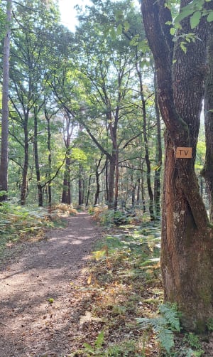 Balade en forêt de Sillé - Sillé-le-Guillaume - 4