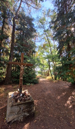 Balade en forêt de Sillé - Sillé-le-Guillaume - 7