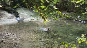 Vie du Loup, sources du Groin et de l'Adoue - Champagne-en-Valromey - 37