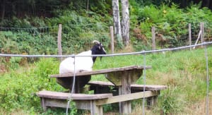 Étang du Puits et petit paradis pour les sorties en famille - Cerdon - 17