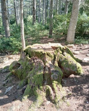 Boucle découverte de la Forêt des Cèdres - Bonnieux - 4