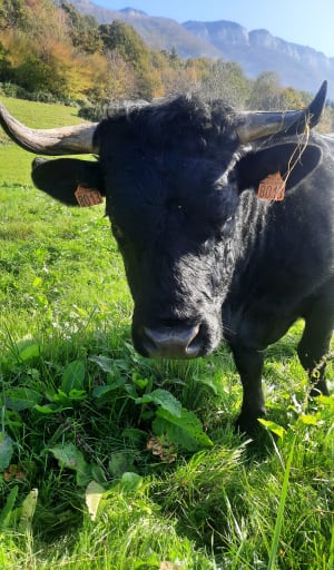 Boven Drumettaz en diep bos - Drumettaz-Clarafond - 5