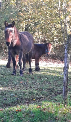 Boven Drumettaz en diep bos - Drumettaz-Clarafond - 6