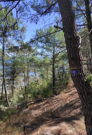 Het natuurlijke meer van Hourtin en het betoverende dennenbos - Bombannes - 7