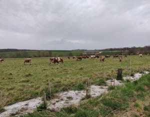 Balade printanière à Noiron-sur-Bèze le long de la rivière - Maryse - 4