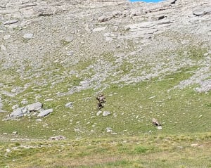 Allos et le petit tour des lacs du Mercantour - Allos - 9