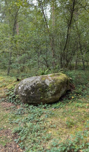 Escapade poétique dans la forêt domaniale d'Ermenonville - Ermenonville - 31