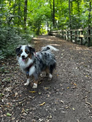 Balade à la fraiche dans le bois de Marœuil - Marœuil - 5