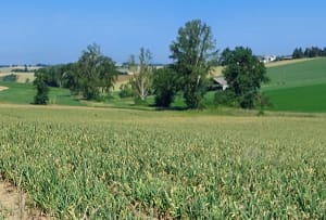 Le Chemin de Laréole - Delphine - 2