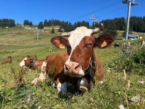 Mines de la Lapiaz, Lil'Stash et Ferme de Séraussaix - Morzine - 21