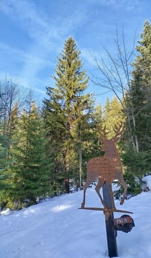Randonnée boisée et gelée au Danay - Saint-Jean-de-Sixt - 7