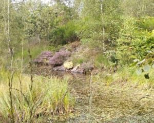 Etang et prairies au Plateau des Grilloux - Servance-Miellin - 15
