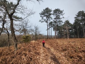 Promenade dans la pinède - Salles - 2